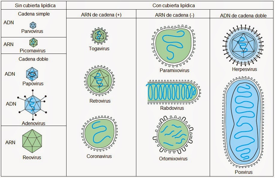 Lección 14.2: Formas acelulares – BIOLOCUS